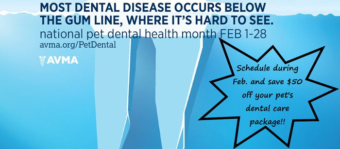 Save $50 on Dentals in February!